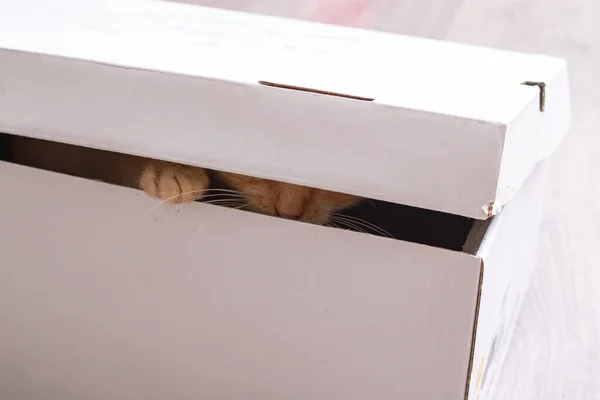 Ginger kitten spelen in een kartonnen doos — Stockfoto