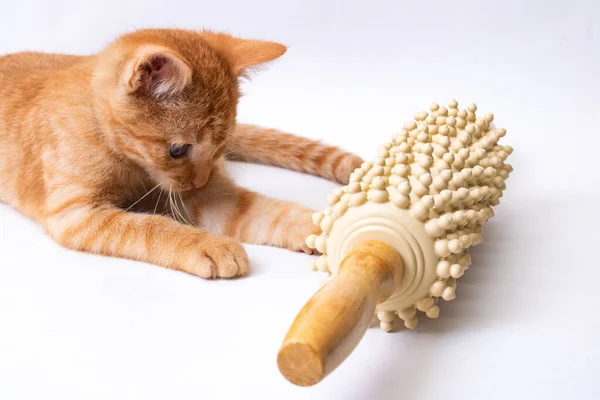 Kitten spelen met een houten rug massager Rechtenvrije Stockfoto's