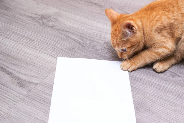 Klein katje dat met een wit velletje papier speelt Stockafbeelding