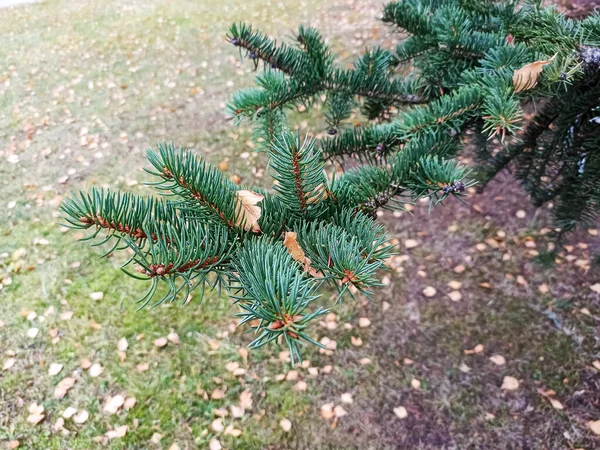 Grön gran gren med nålar på bakgrunden av gula blad — Stockfoto