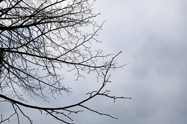 Silhuetter Träd Grenar Mot Mörk Molnig Himmel Nära — Stockfoto