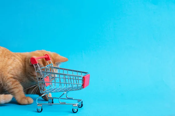 Ginger kitten and shopping cart on blue background close up