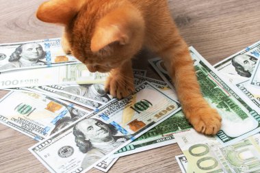Bir yığın banknotun içinde oynayan kedi yavrusu. Kapatın.