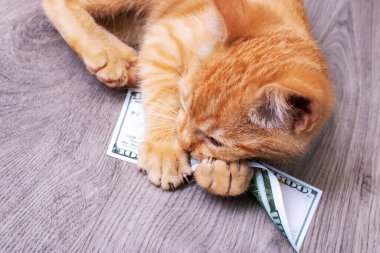 Bir yığın banknotun içinde oynayan kedi yavrusu. Kapatın.