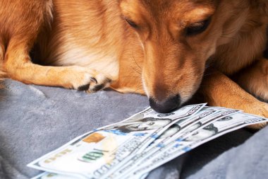 Zencefilli köpek bir sürü doları kokluyor.