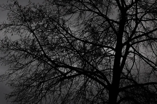 Árbol Negro Ramas Sobre Fondo Cielo Oscuro Cerca — Foto de Stock