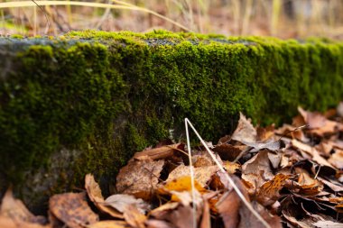 Sarı sonbahar yaprakları ve yeşil yosunlar yakın