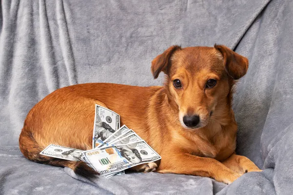 Імбирний Собака Купа Доларів Крупним Планом — стокове фото
