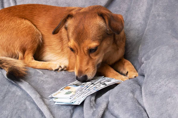 Cão Gengibre Farejando Monte Dólares Perto — Fotografia de Stock