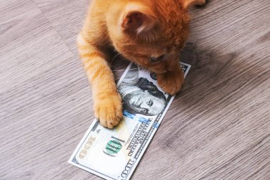 Bir yığın banknotun içinde oynayan kedi yavrusu. Kapatın.