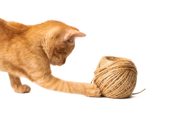 Kitten Spelen Met Een Bal Van Draad Geïsoleerd Witte Achtergrond Stockfoto