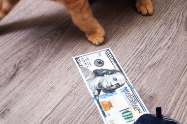 Bir yığın banknotun içinde oynayan kedi yavrusu. Kapatın.