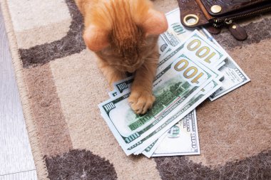 Bir yığın banknotun içinde oynayan kedi yavrusu. Kapatın.