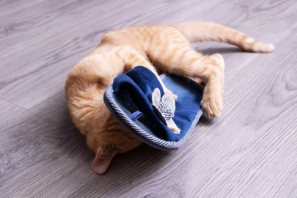 Gember Kitten Spelen Met Een Slipper Close — Stockfoto