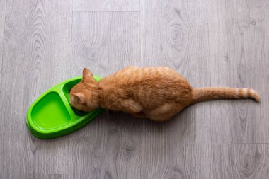 Kızıl kedi yeşil bir kaseden yiyor. Yakından.
