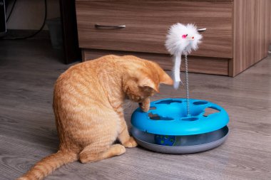 Zencefilli kedi bir kedi oyuncağıyla oynuyor.