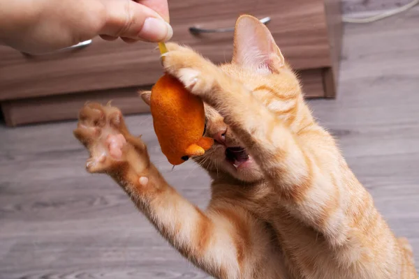 Gatinho de gengibre brincando com um brinquedo de gato — Fotografia de Stock