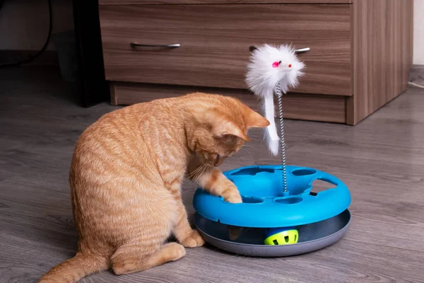 Gember kitten spelen met een kat speelgoed Stockafbeelding