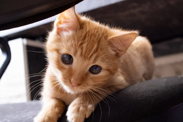 Τζίντζερ γατάκι κρυφοκοιτάζει στην καρέκλα — Φωτογραφία Αρχείου