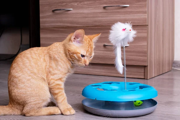 Gember Kitten Spelen Met Een Kat Speelgoed Close — Stockfoto