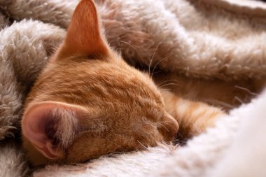 Tatlı kızıl kedi battaniyede uyuyor. Yakından bak.