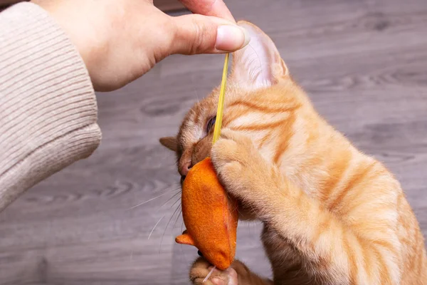 Gember Kitten Spelen Met Een Kat Speelgoed Close — Stockfoto