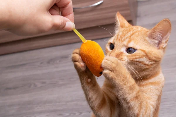 Gember Kitten Spelen Met Een Kat Speelgoed Close — Stockfoto