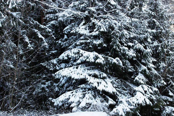 Árvore Ramos Neve Sob Luz Sol Perto — Fotografia de Stock