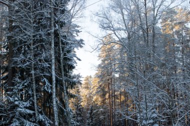 Kar altında ağaç dalları, güneş ışığında.