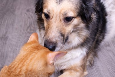Gri köpek ve siyah kedi, yaklaşın.
