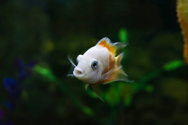 White fish in the aquarium in dark water — Foto Stock