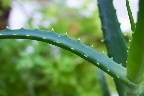 Green stems of home plant aloe closeup — стоковое фото