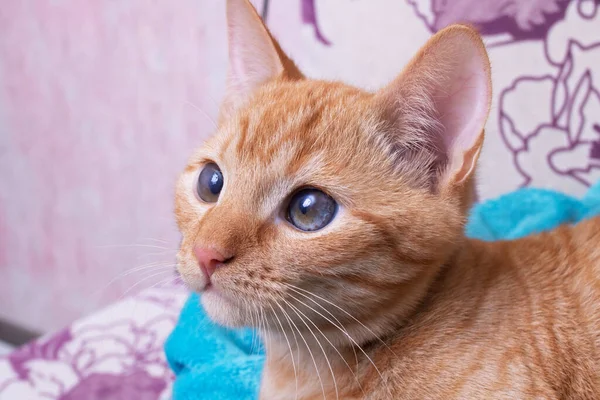 Портрет Рыжего Котенка Карими Глазами — стоковое фото