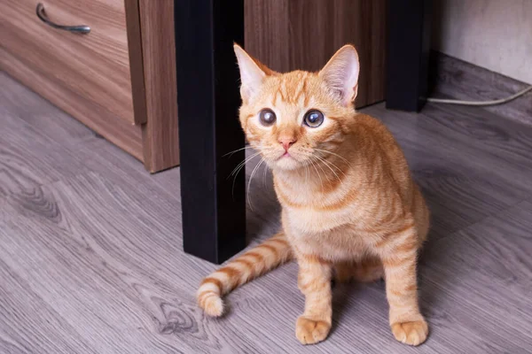 Portrait Ginger Kitten Brown Eyes Close — Stockfoto