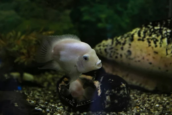 暗い水の中の水族館で白い魚を閉じる — ストック写真