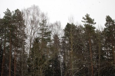 Gri bir arka planda, karda ağaç dalları