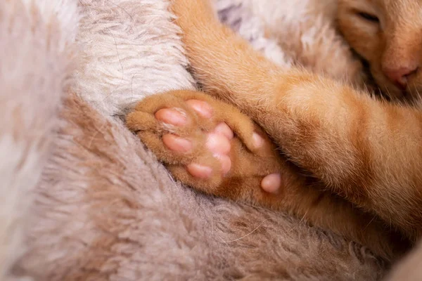 Paw Ginger Kitten Sleeping Blanket Close — Zdjęcie stockowe