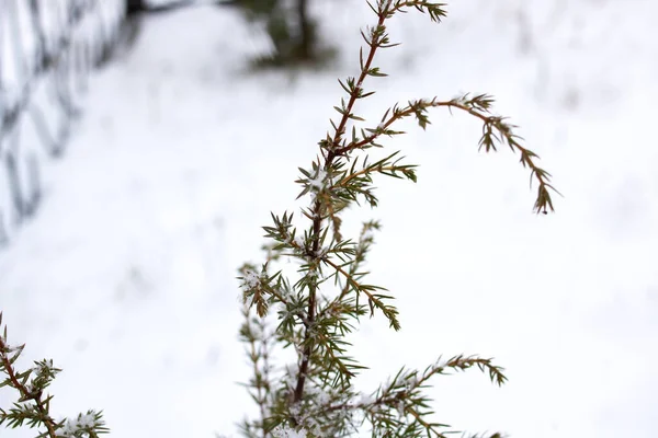 Ветви Туя Снегу Крупным Планом Красивая Природа — стоковое фото