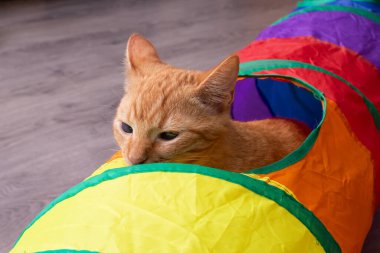 Zencefilli kedi yavrusu oyuncak tüneli ile oynuyor.