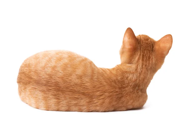 Кіт Лежить Спиною Камери Ізольовано Білому Тлі — стокове фото