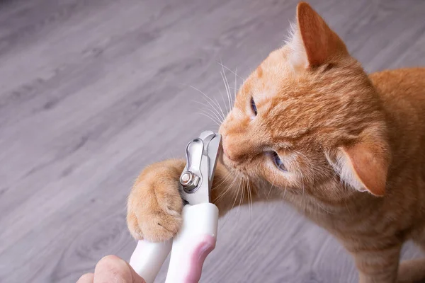 Ginger Kotek Gryzie Nożyczki Cięcia Pazury Zbliżyć — Zdjęcie stockowe