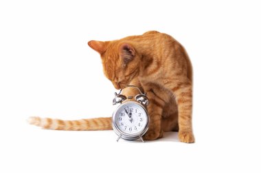 Kedi ve metalik alarm saati beyaz arkaplanda izole edilmiş.