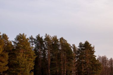 Gün batımında mavi gökyüzüne karşı ağaçlar
