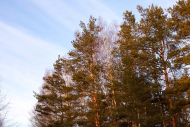 Gün batımında mavi gökyüzüne karşı ağaçlar