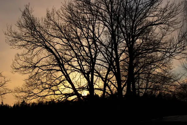 夕暮れ時の黄色の空に対する木の枝の影を閉じる — ストック写真