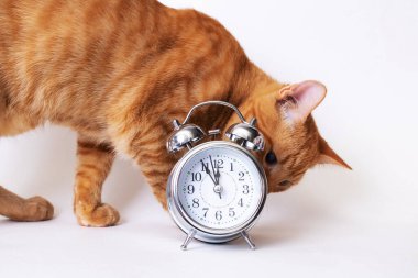 Beyaz arka planda kedi ve metalik alarm saati kapat