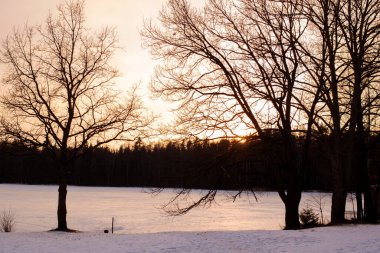 Gün batımında sarı bir gökyüzüne karşı ağaç dallarının gölgeleri