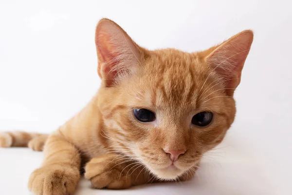 Slapen gember kitten ligt op grijze achtergrond — Stockfoto