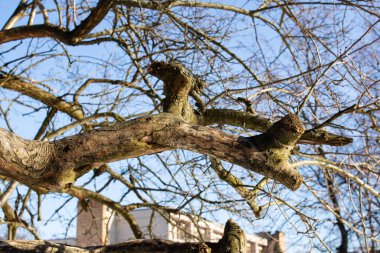 Kışın çıplak ağaç dalları kapanır.