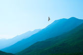 Adler fliegt über schöne grüne Nebelberge